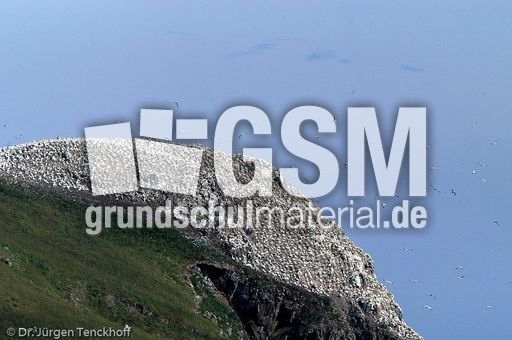 Basstölpel (1 von 24).jpg